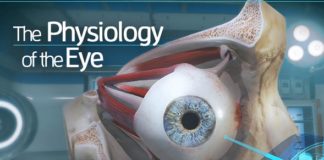 The Physiology of the Eye